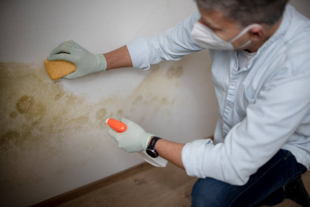 Best Residential Mold Remediation in Cockeysville, MD