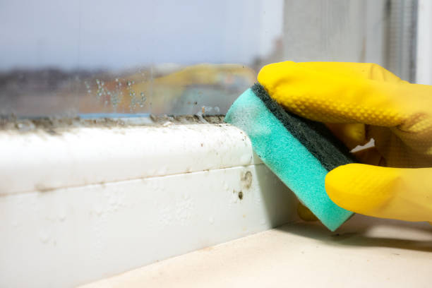 Best Localized Mold Remediation (e.g., coastal areas, humid climates) in Cockeysville, MD