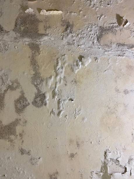 Best Mold Remediation for Specific Building Types in Cockeysville, MD
