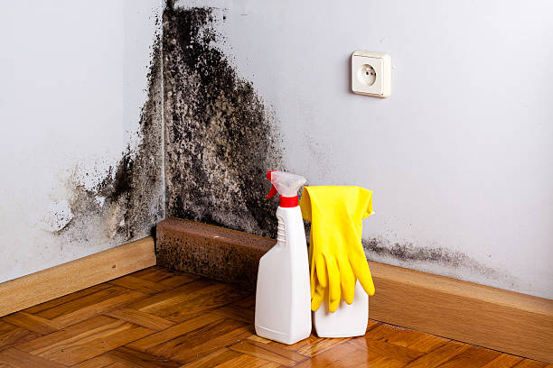 Best Crawl Space Mold Remediation in Cockeysville, MD