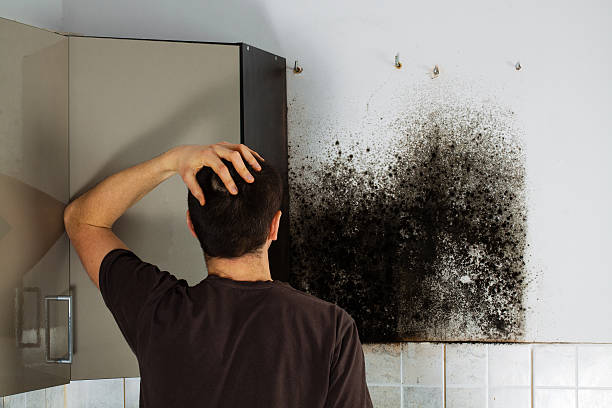 Best DIY Mold Remediation Support Services in Cockeysville, MD