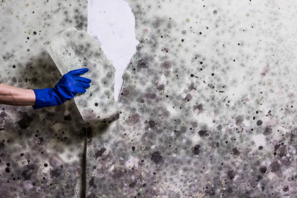 Best Black Mold Remediation in Cockeysville, MD